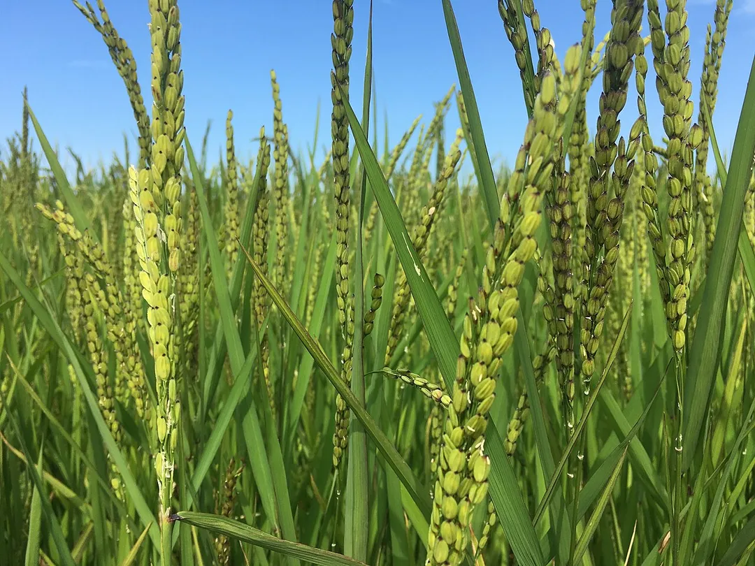 A field of Carnaroli rice in Vigasio, in Verona, belonging to Riseria Gazzani. Visited during a Gustiamo tour of northern Italy.