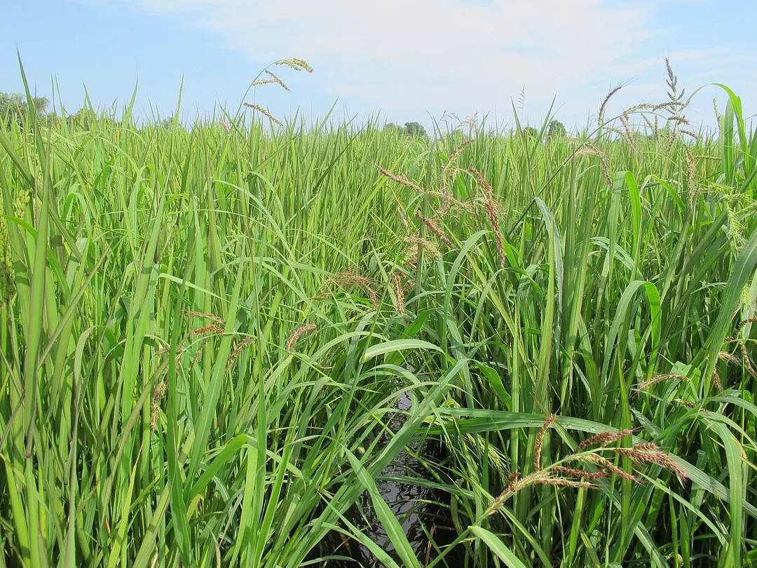 A Vialone Nano rice field at Riseria Gazzani in Vigasio, Verona.