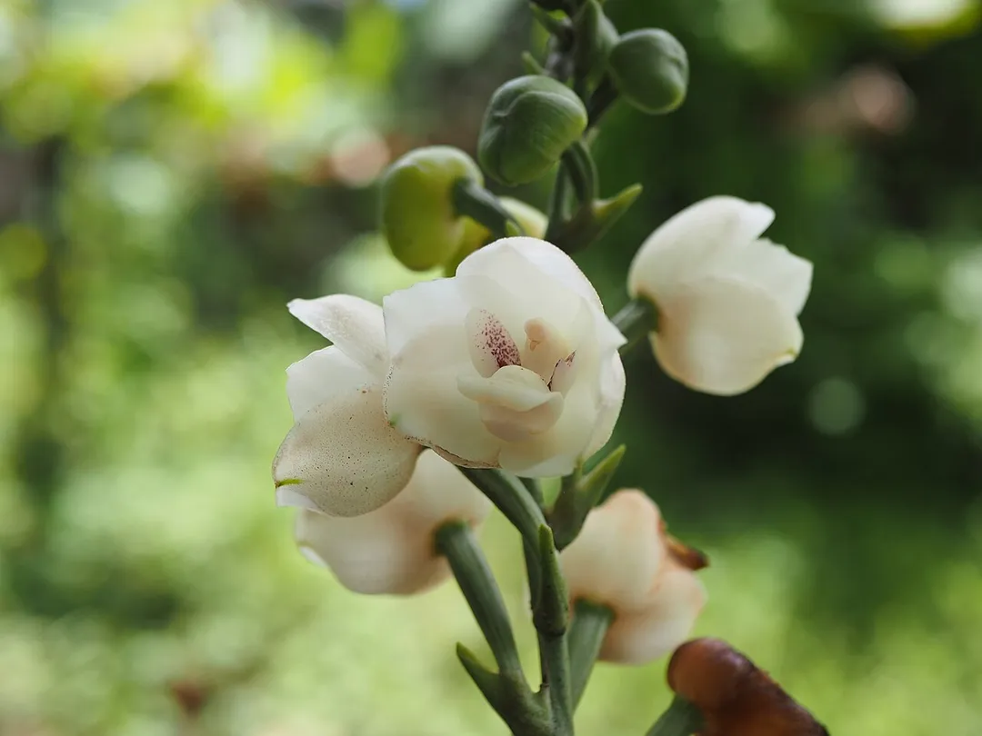 Atham 2024 flower