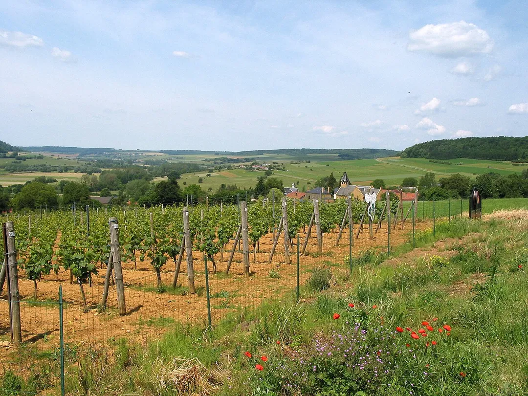 Torgny (Belgium), a grape field of the village.