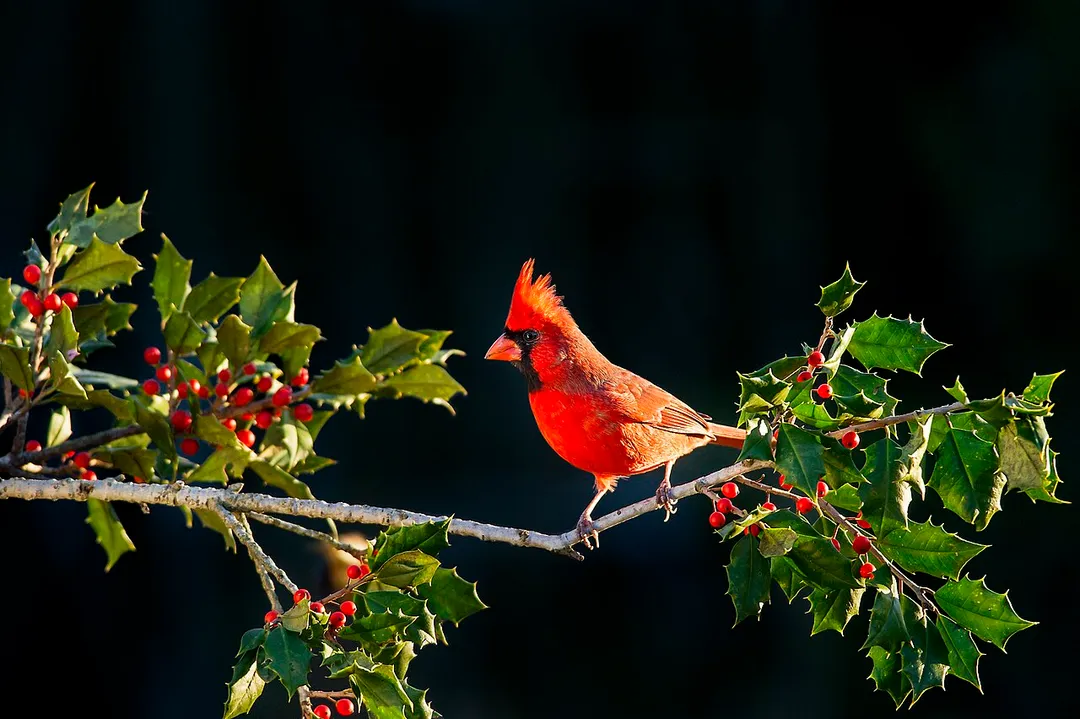 Vineland, United States