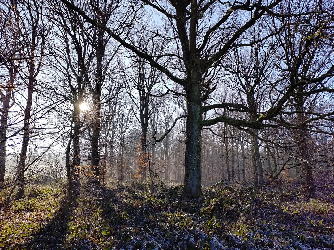 Bois des Mazuis, Vitrival, fin de matinée en janvier.
