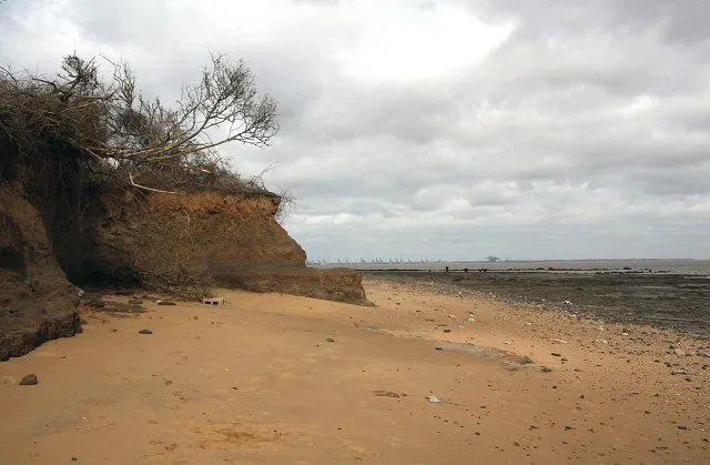 Uneven cliff erosion This cliff at The Naze is eroding irregularly, due to the difference between the harder London Clay at the foot of the cliff and the softer Red Crag above.