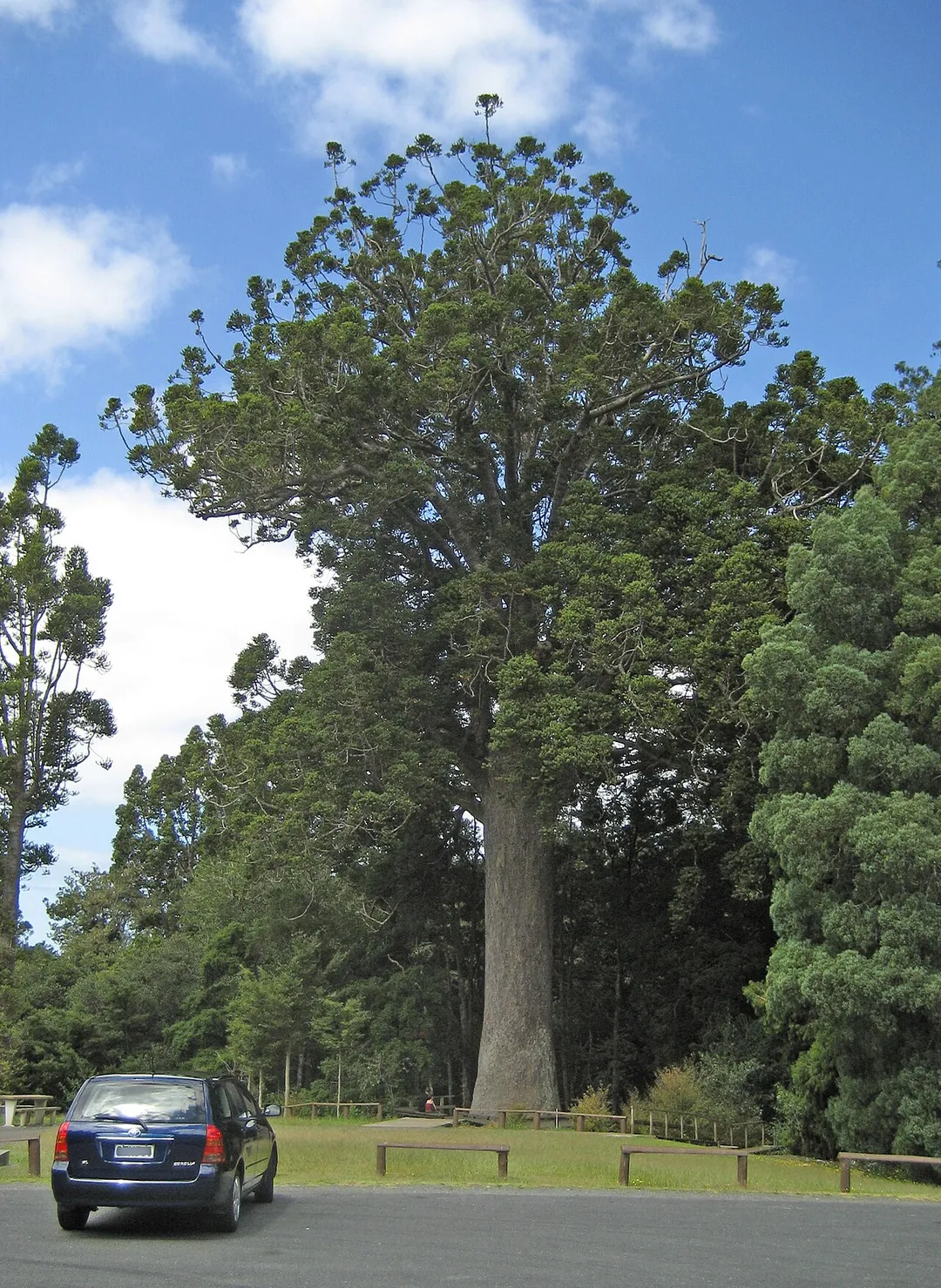 Agathis australis, the McKinney Kauri, Parry Kauri Park, near Warkworth, New Zealand. This specimen is estimated to be 800 years old.