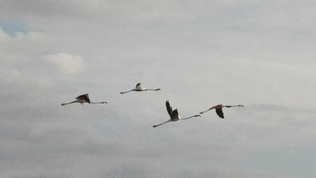 Flamingos over Lakeview, Welkom
Other information

Nil