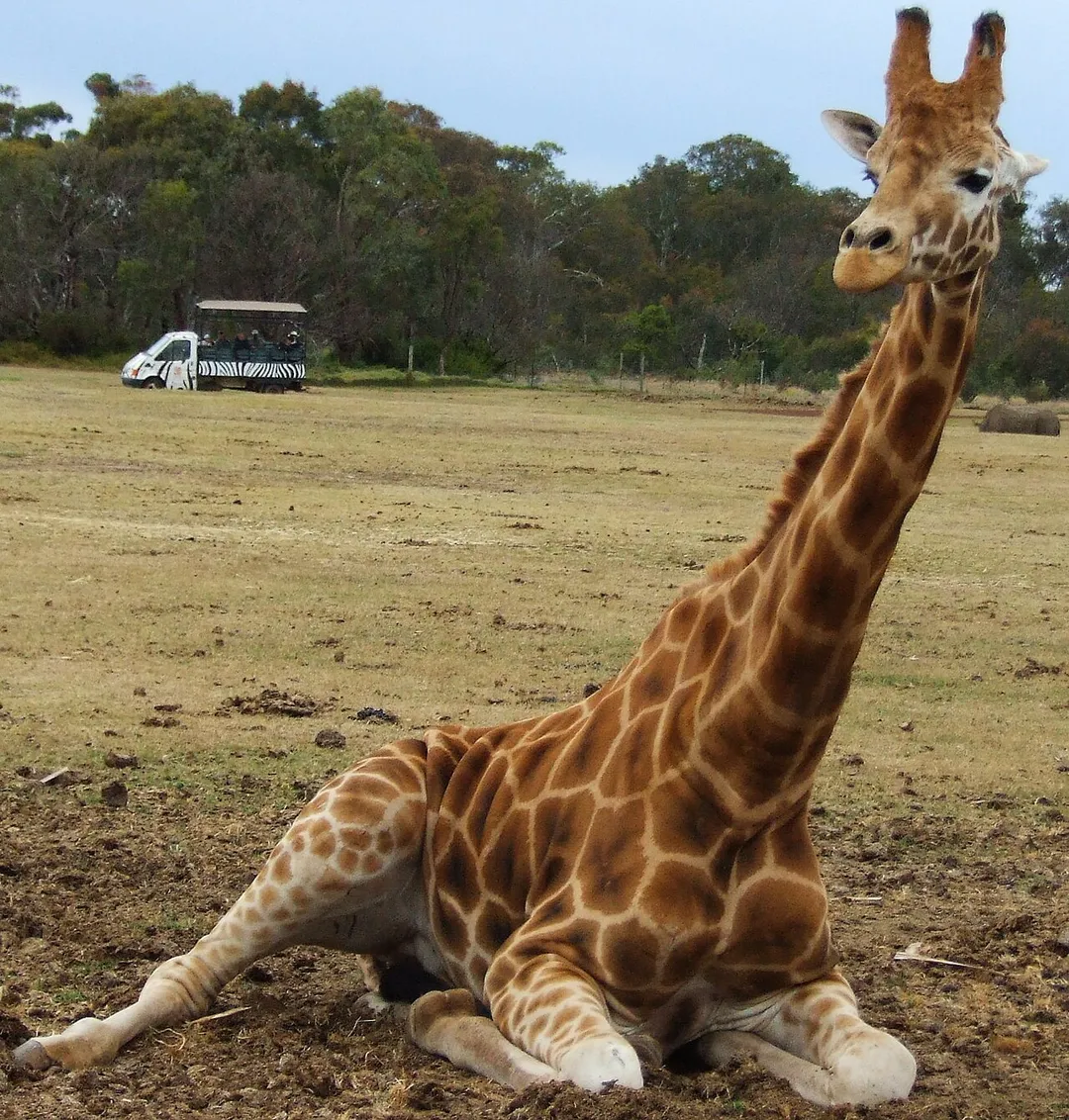 Giraffe from Werribee Open Range Zoo, Victoria, Australia.