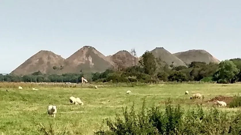 Sheep grazing beside B792. Five Sisters bing in background