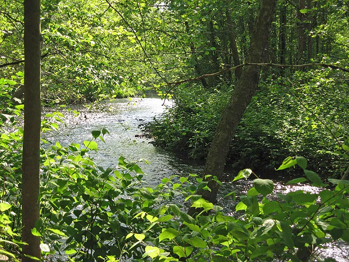 Picture of the Whippany River, taken by me (cholmes75) on the grounds of the Frelinghuysen Arboretum.