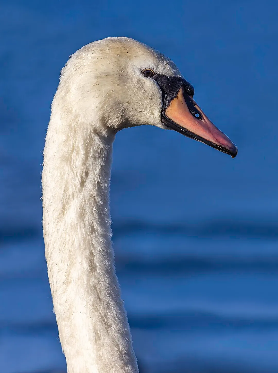 Portrait of mute swan (Cygnus olor) on the background of Windermere Lake, Bowness-on-Windermere, England