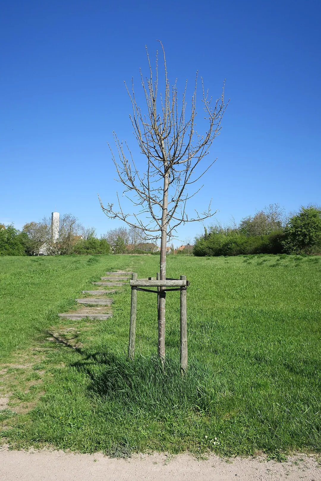 Small bare tree in the northwestern part of Parc du Rabbargala in Wittenheim, Haut-Rhin, France.