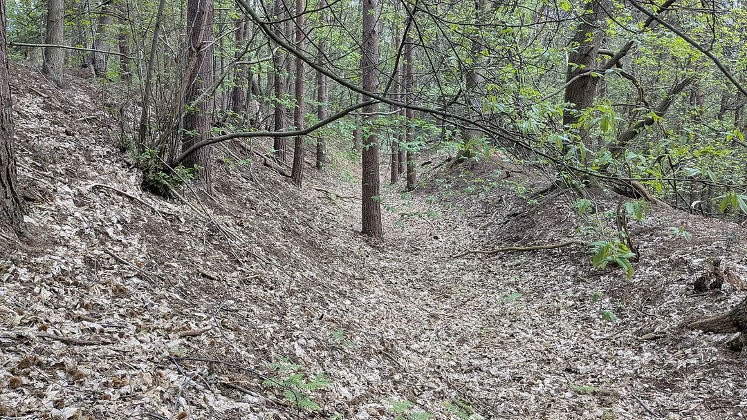 Part of the inner rampart, ditch and outer rampart of an Iron Age hill fort, over-planted with Scotch pines