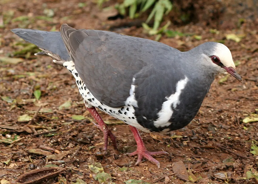 Wonga Pigeon Leucosarcia melanoleuca; wild bird, O'Reilly's Guest House, Lamington National Park, Qld, Australia