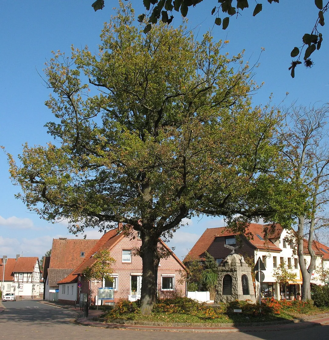 Oak of peace in Wunstorf-Steinhude in Lower Saxony, Germany