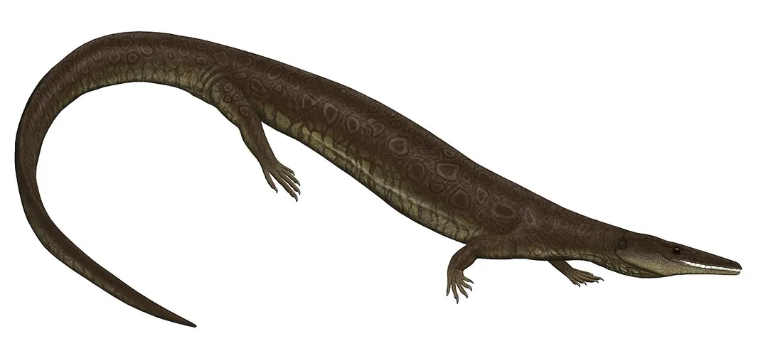 Life restoration of Aigialosaurus dalmaticus.
Based on figures 5 and 7 of "Aigialosaurs: Mid-Cretaceous varanoid lizards" by Robert L. Carroll and Michael Debraga. Journal of Vertebrate Paleontology 12 (1).