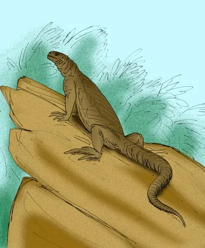Reconstruction of the extinct chuckwalla, Armandisaurus explorator, of Late Miocene North America
