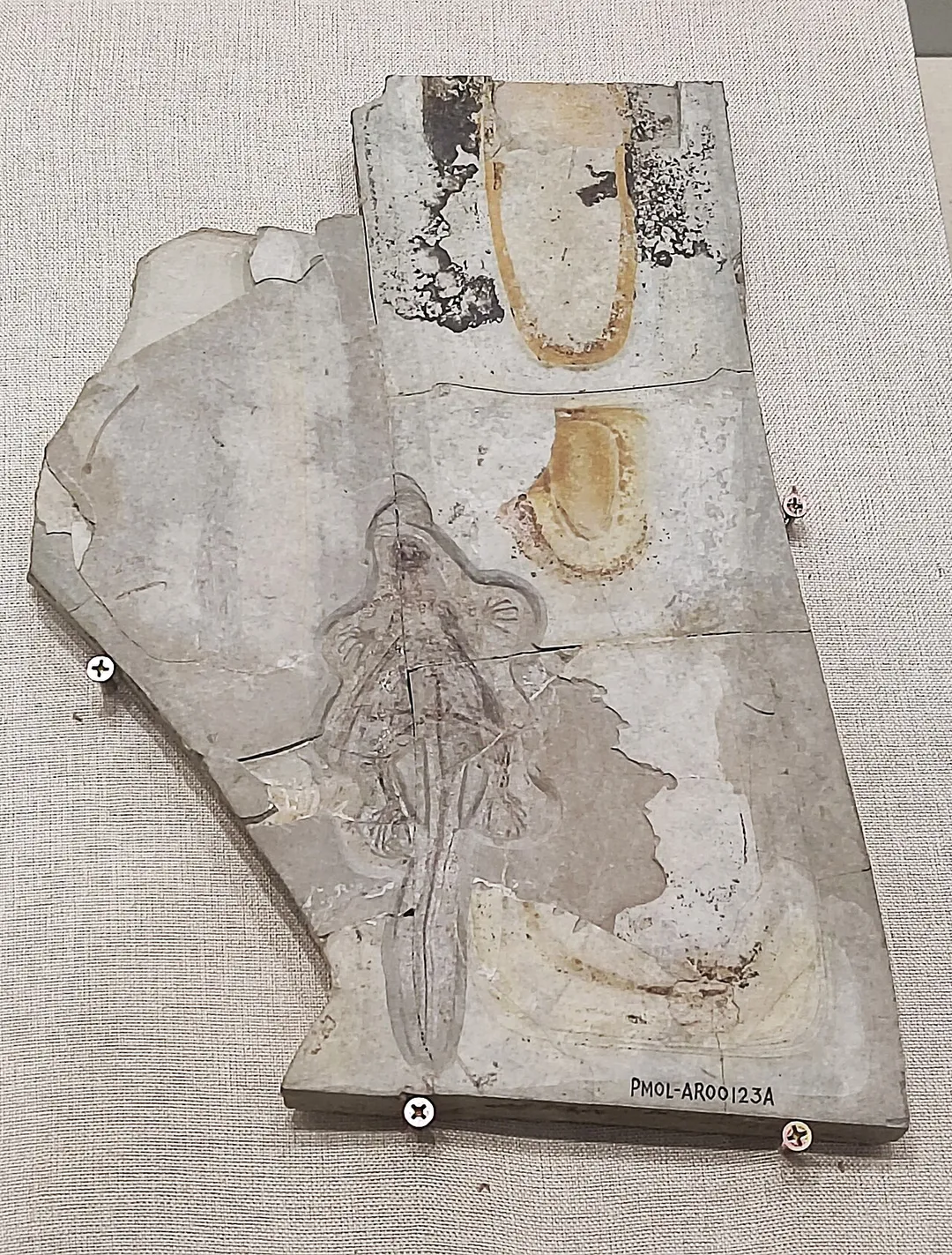 Xianglong zhaoi, Liaoning Palaeontological Museum