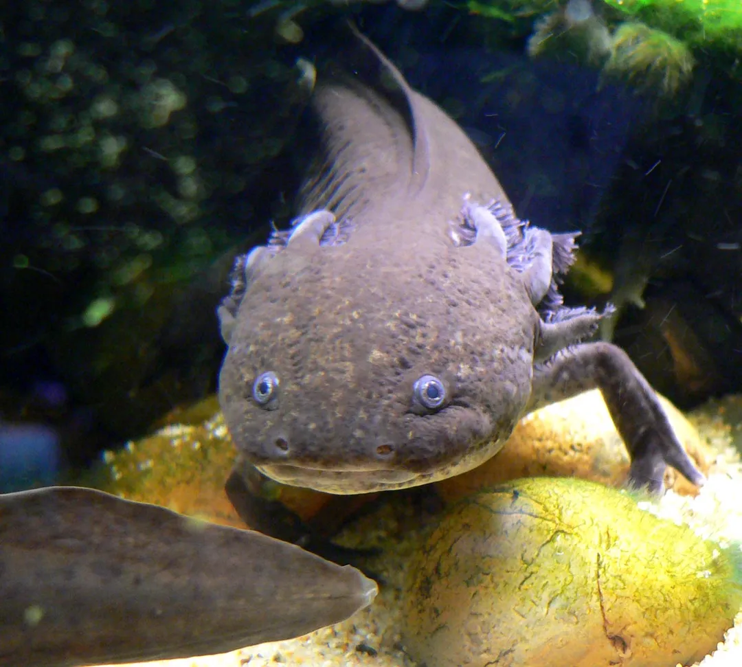 Photo of Ambystoma mexicanum (axolotl) at the Steinhart Aquarium in San Francisco
