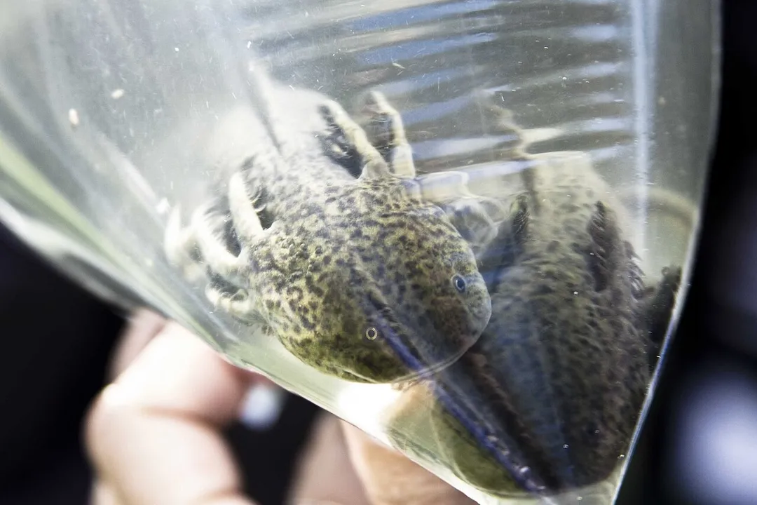 The Mexican government agency SEMARNAT preparing to release axolotls into Xochimilco's canals to restore the population.