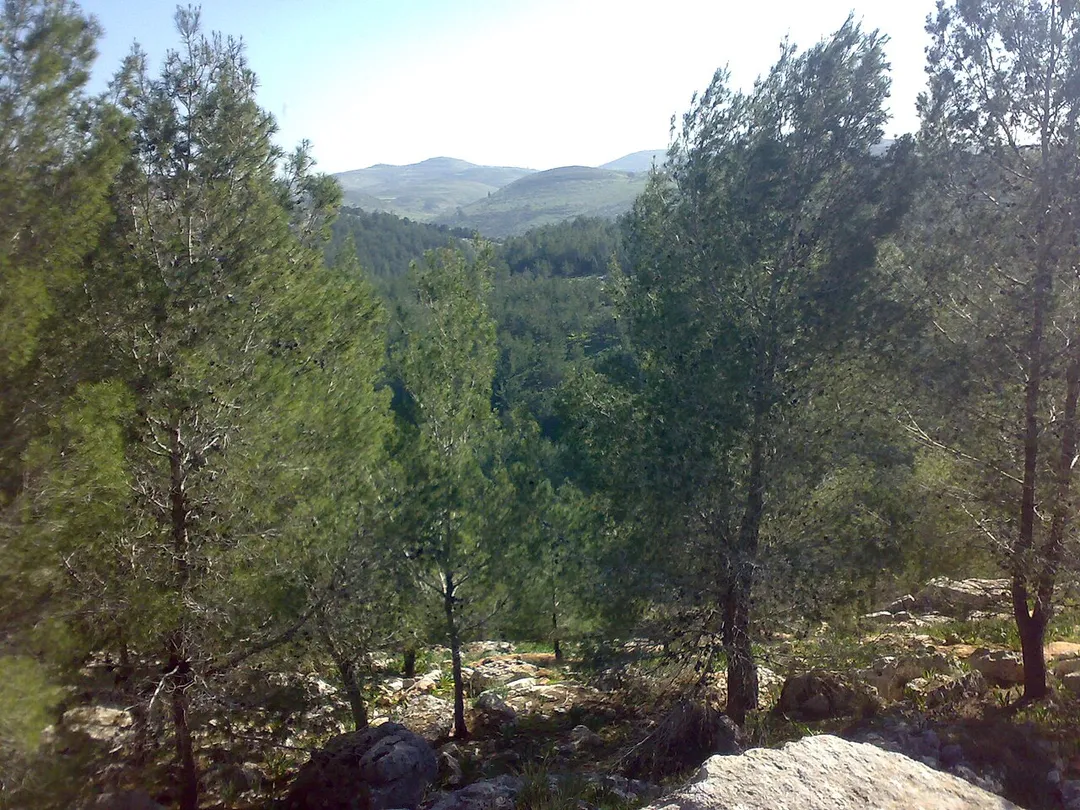 Yabad forests