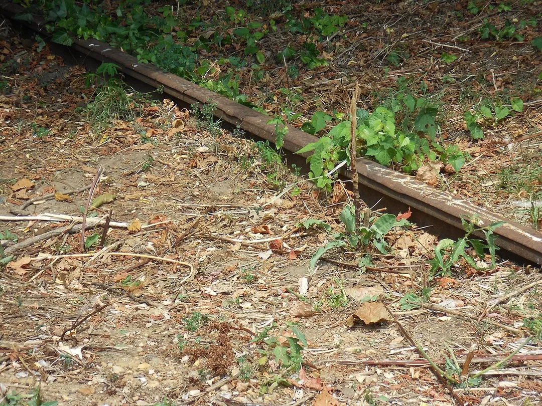 Partially concealed rail of the former Catonsville Short Line Railroad at the shoulder of Beechfield Avenue in Baltimore