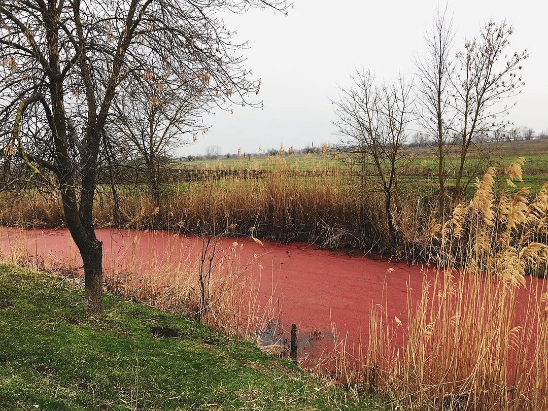 В Канале обитают мелкие красные водоросли, которые окрашивают его весной в Красный цвет