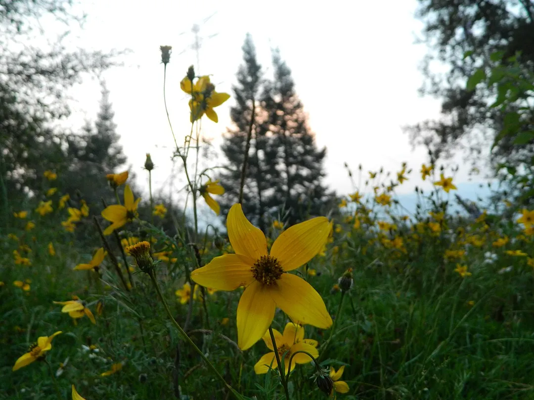 Un jardin escondido en Zacamulpa, Estado de México